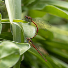 Large Red Daselflies Mating on a Marigold Plant