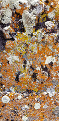 Abstract authentic authentic colored old stones backgrounds