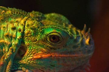 close up of a green iguana