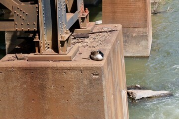 Geese sleeping on train trestle  