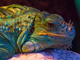 Fototapeta premium iguana on a branch