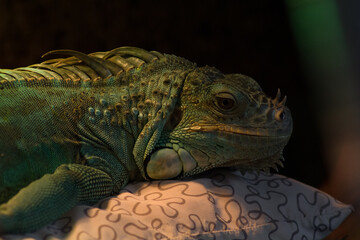 iguana on a tree