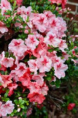 Pink Azalea in full bloom