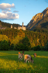 Neuschwanstein Castle with Alps and cows on the meadow in the evening light, Germany