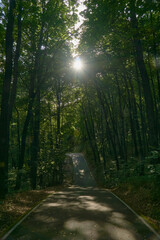 Obraz premium Path through a forest lit by sunbeams