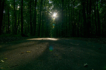 Path through a forest lit by sunbeams