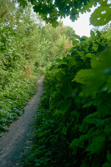 Wall of wild grapes in the thicket of summer forest