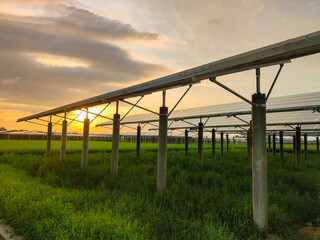 Solar panels on paddy fields at sunset.