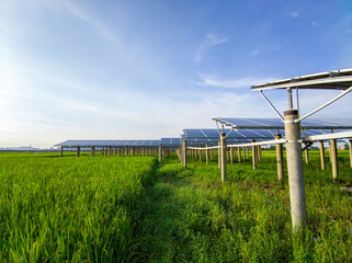 Solar power generation in rice fields under blue skies and white clouds