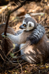 The ring-tailed lemur (Lemur catta)