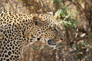 Fototapeta na wymiar Wild African Leopard in Samburu Preserve, Kenya Africa