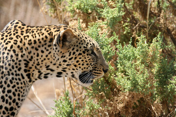 Wild African Leopard in Samburu Preserve, Kenya Africa