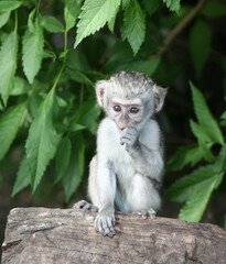 Vervet Monkey in Kenya Africa