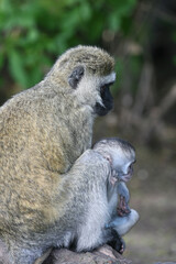 Vervet Monkey in Kenya Africa