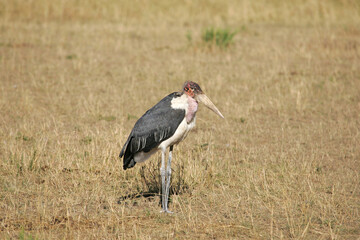 marabou stork in South Africa