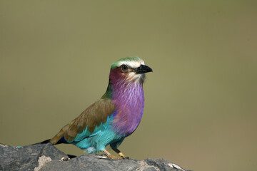 Lilac Breasted Roller in Kenya Africa