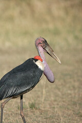 marabou stork in South Africa