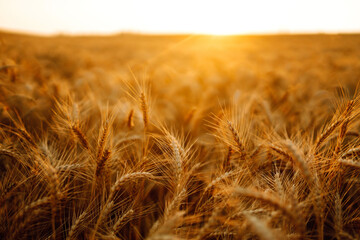Wheat field. Ears of golden wheat close up. Rich harvest сoncept.