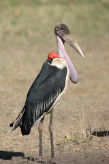 marabou stork in South Africa