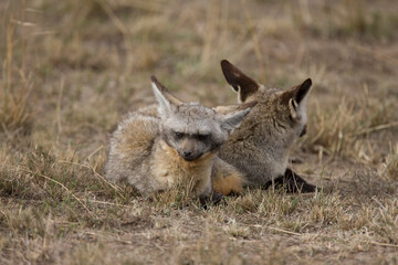 Bat-eared fox in Kenya Africa