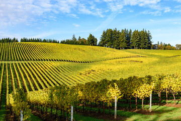 Fototapeta na wymiar Fall Evening Colors of Vineyards in the Mid Willamette Valley, Marion County, Western Oregon