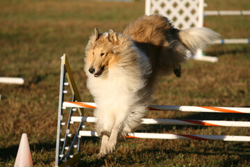 Dog competing in agility contest.