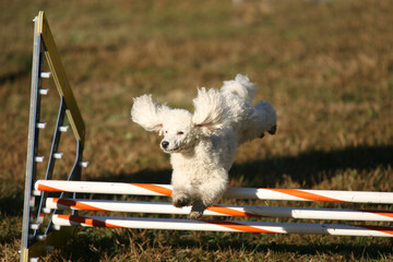 Dog competing in agility contest.