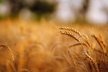Fototapeta premium Wheat field. Ears of golden wheat close up. Rich harvest сoncept.