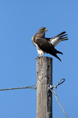 Swainson’s Hawk atop a utility pole in New Mexico