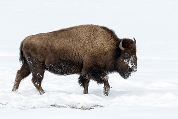 American Bison in winters struggle to survive
