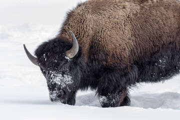 American Bison in winters struggle to survive