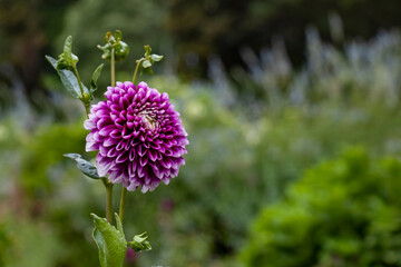 Close-up of a single purple and white dahlia flower with buds, against a background of softly focused foliage and flowers in the garden. Selective focus on foreground, with copy space.