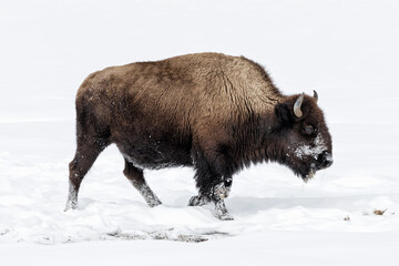 American Bison in winters struggle to survive