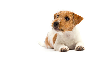 dog lies and looks on a white background, breed Jack Russell