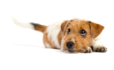 sad dog lies and looks, breed Jack Russell