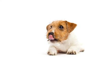dog licks on a white background, breed Jack Russell