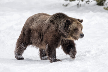 Brown Bear awake in snow