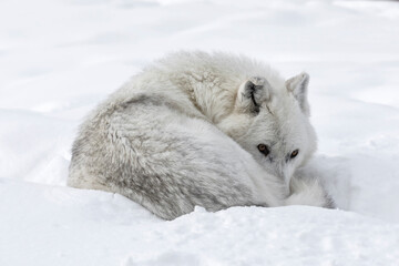 Obraz na płótnie Canvas Gray Wolf resting in snow