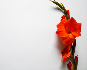 Red gladioli flowers on plain white background shot from above. Top view, flat lay, feminine...