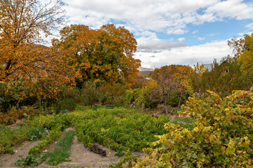 Agricultural garden of peppers and fall colors, in Armenia