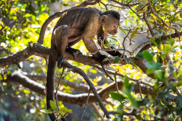 Wild monkey in the jungle. South Africa.