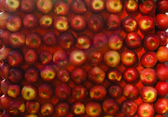 red ripe apples in bushel baskets at the farmer's market
