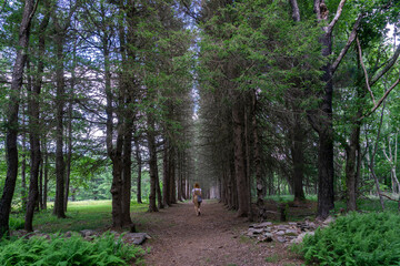 Woman walking in a pine tree alley. Beautiful and mysterious walkway lane path in forest during summer