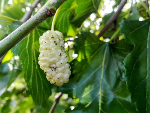 White mulberry fruit & green mulberry leaf on tree. Fresh ripe white mulberry berry & leaf on tree background. Organic white berry (Morus alba) on tree farm garden for juice or jam - harvest concept