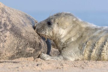 Atlantic Grey Seal week old pup suckling