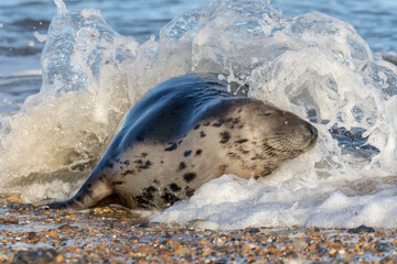 Atlantic Grey Seal mature female in breaking wave