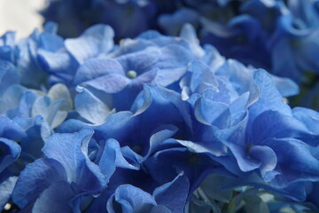 blue hydrangea