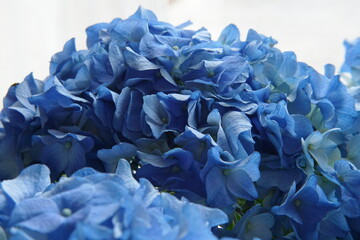 blue hydrangea