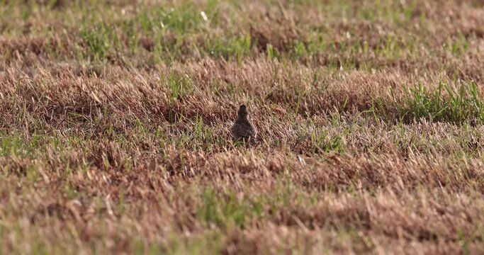 jeune alouette des champs (alauda arvensis) dans une prairie fauch&eacute;e