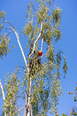 Worker high up in a birch tree, trimming the branches; California